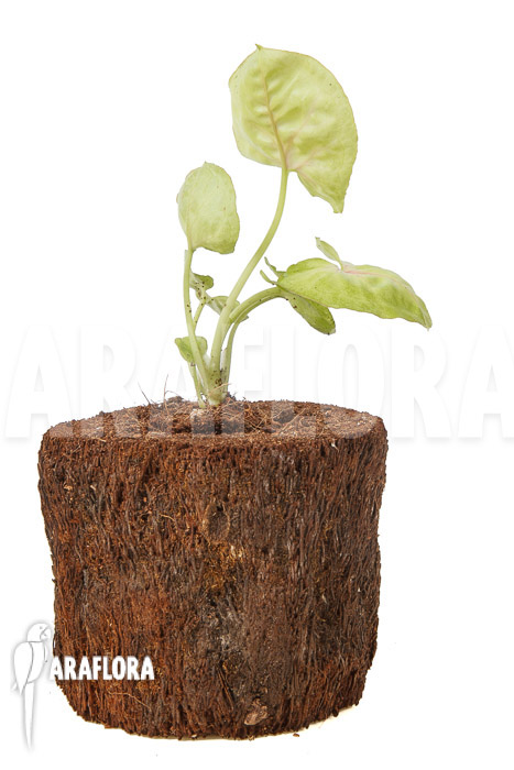 Syngonium podophyllum ‚Baru‘