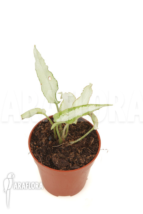 Syngonium podophyllum ‚Nguengi Laima‘ ’starter‘