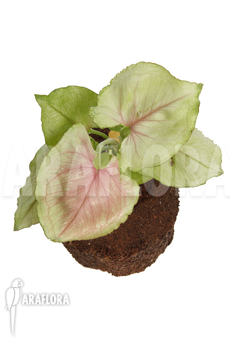 Syngonium podophyllum ‚Pink Line‘