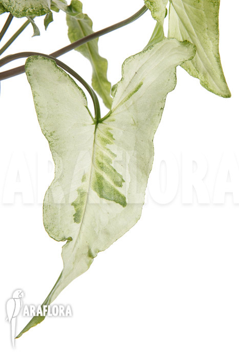 Syngonium podophyllum ‚Three Kings‘