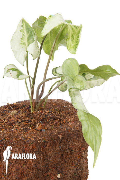 Syngonium podophyllum ‚Three Kings‘