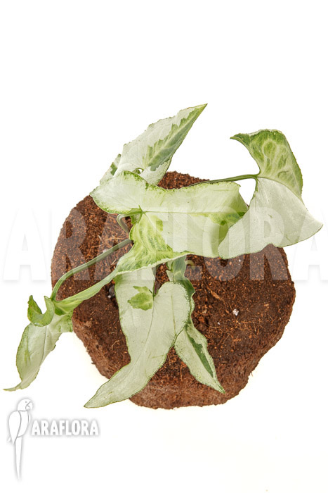 Syngonium podophyllum ‚Three Kings‘