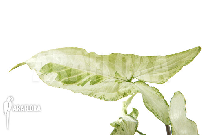 Syngonium podophyllum ‚Three Kings‘