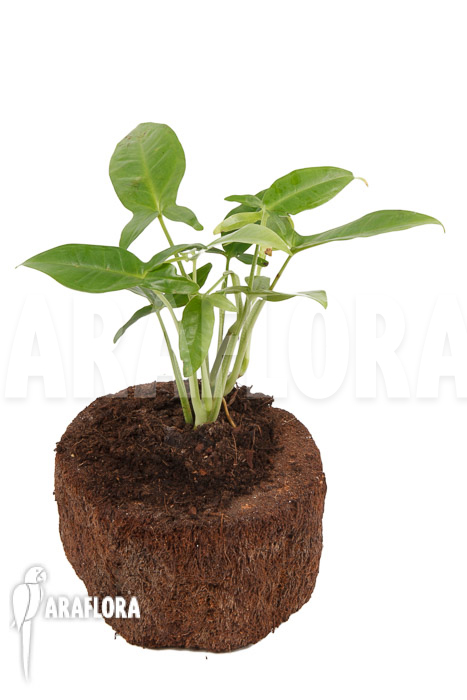 Syngonium podophyllum ‚Trileaf Wonder‘