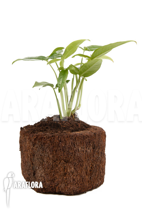 Syngonium podophyllum ‚Trileaf Wonder‘