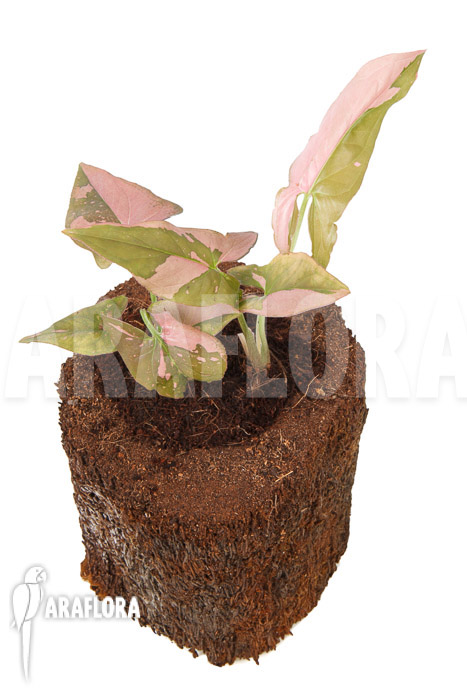 Syngonium podophyllum ‚red spot‘ Type B