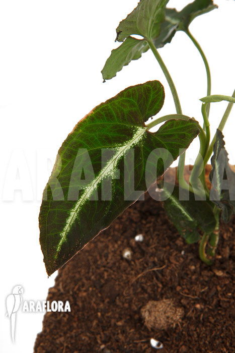 Syngonium wendlandii