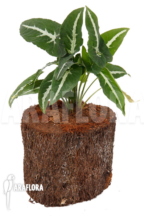 Syngonium wendlandii ‚L‘