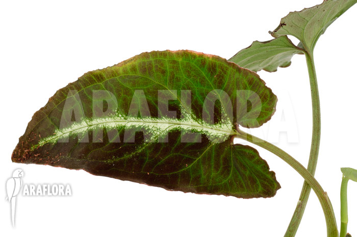 Syngonium wendlandii ‚L‘