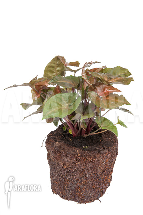 Syngonium x ‚Maria Dark‘