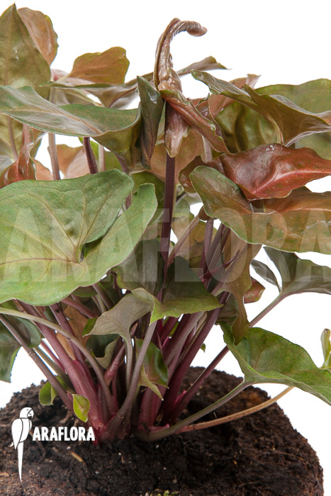 Syngonium x ‚Maria Dark‘