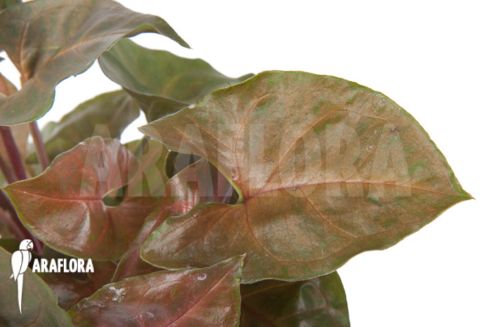 Syngonium x ‚Maria Dark‘