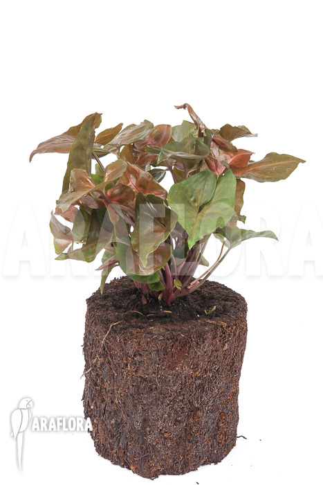 Syngonium x ‚Maria Dark‘