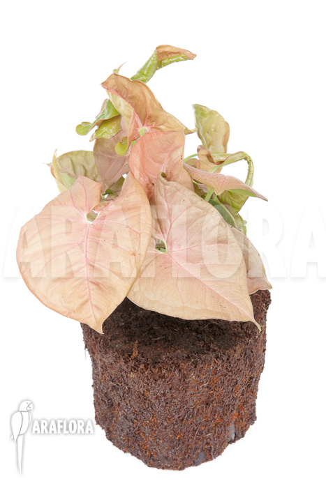 Syngonium x ‚Neon Pink‘