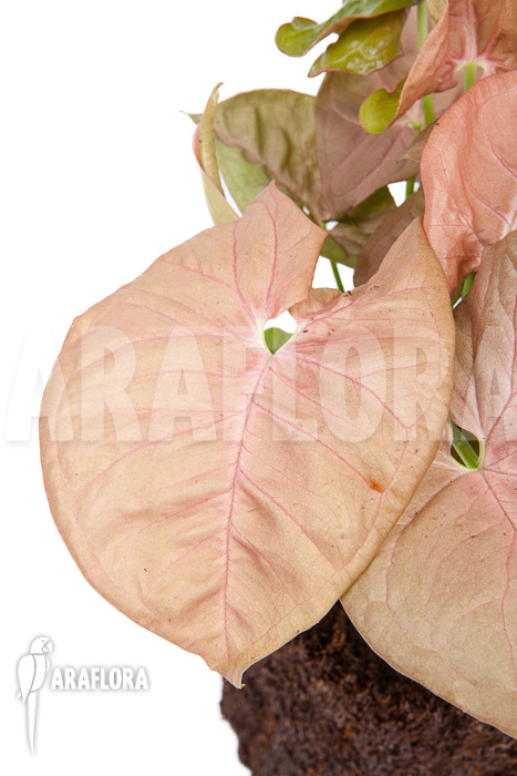 Syngonium x ‚Neon Pink‘