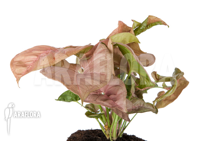 Syngonium x ‚Neon Pink‘