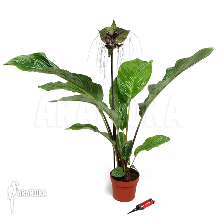 Tacca chantrieri ‚Bat plant‘