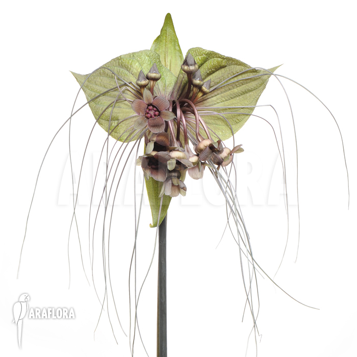 Tacca chantrieri ‚Bat plant‘