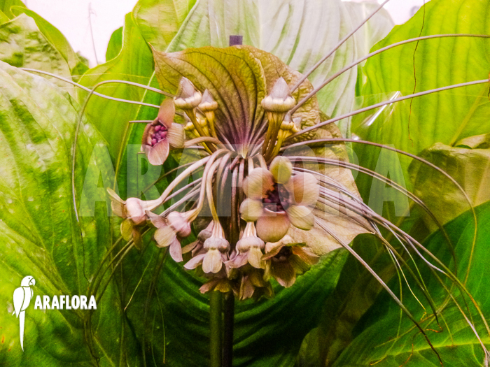 Tacca Chantrieri Green Isle