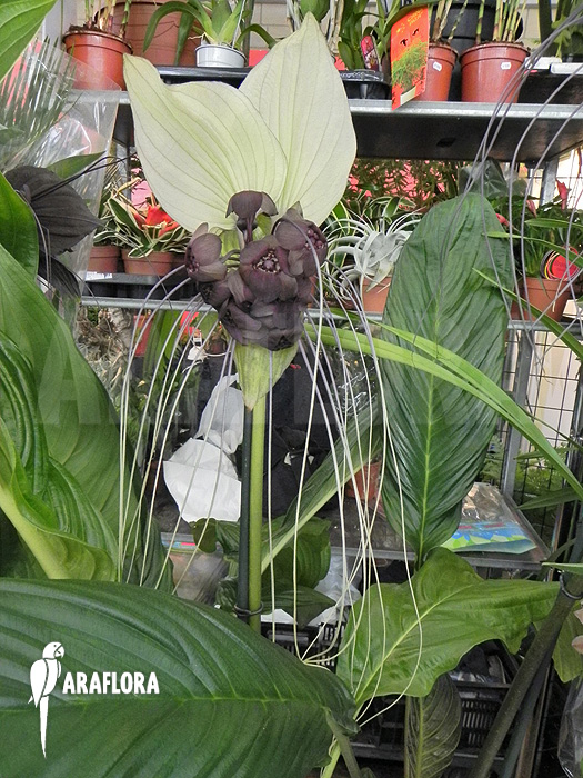 Tacca integrifolia ‚White Bat plant‘