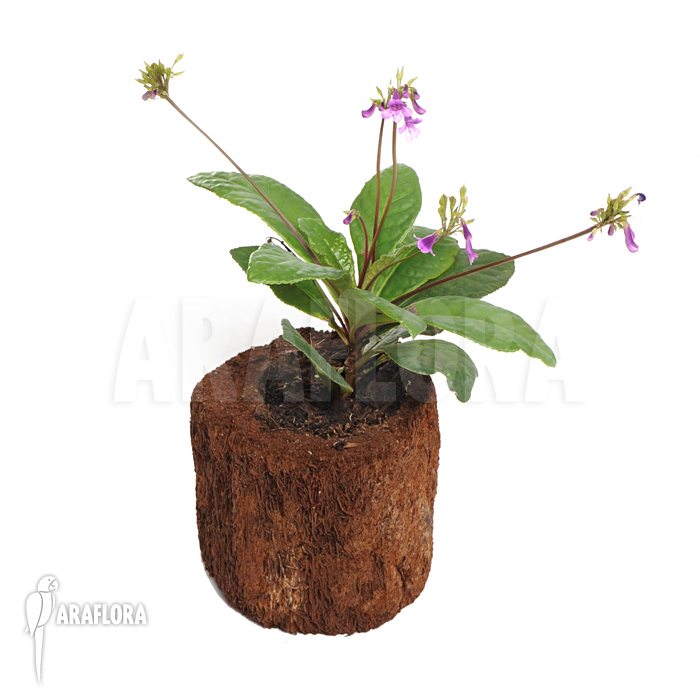 Tetranema roseum ‚Mexican foxglove‘