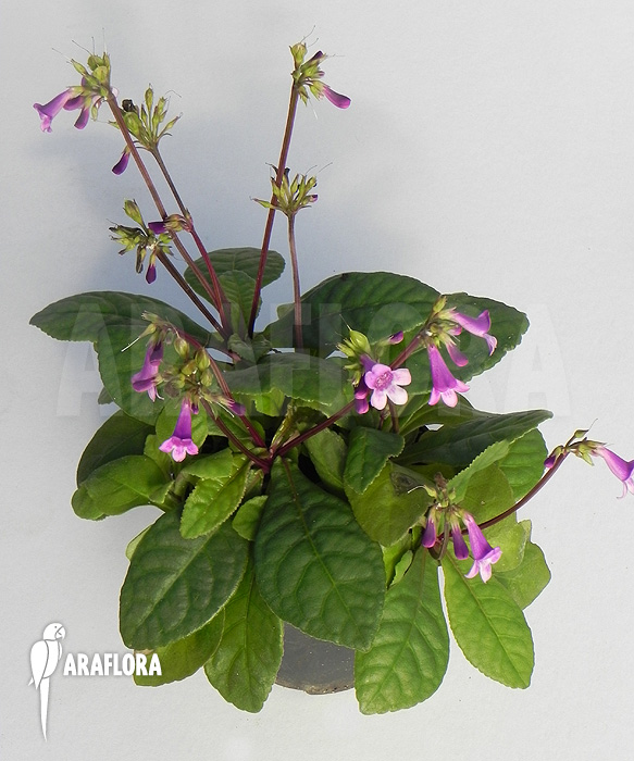 Tetranema roseum ‚Mexican foxglove‘