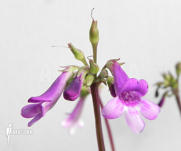 Tetranema roseum ‚Mexican foxglove‘