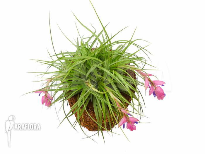 Tillandsia aeranthos
