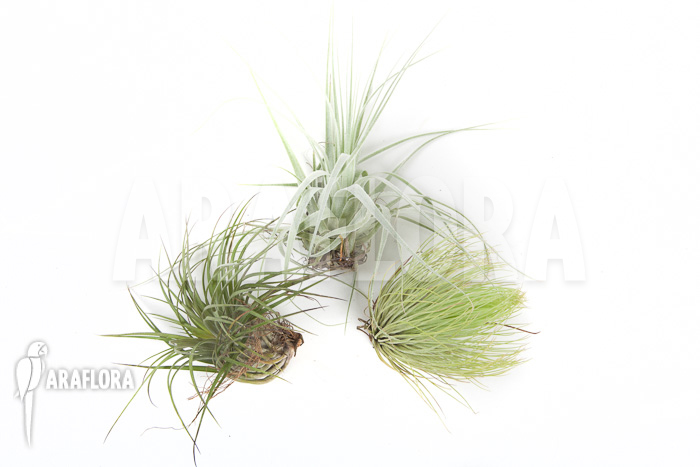 Tillandsia araflora starterset 3