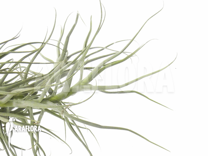Tillandsia arhiza