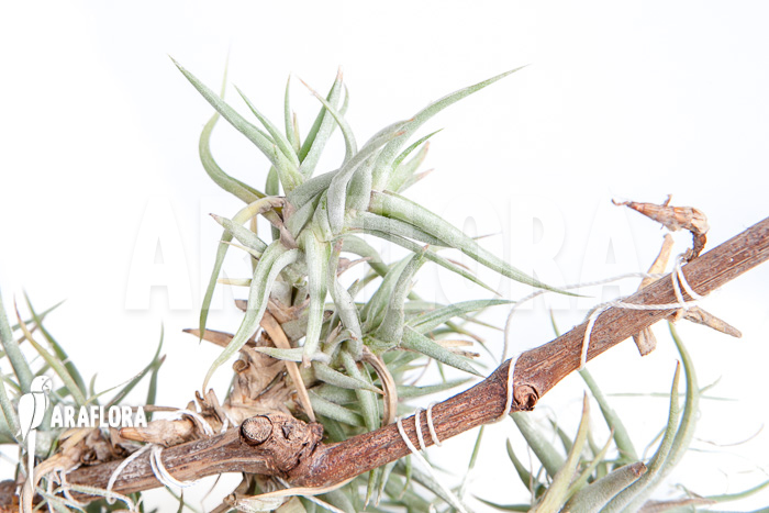 Tillandsia bandensis