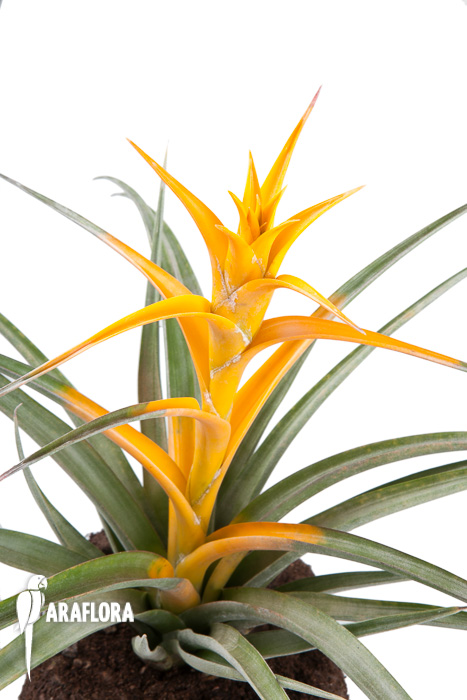 Tillandsia capitata ‚Maya Gold‘