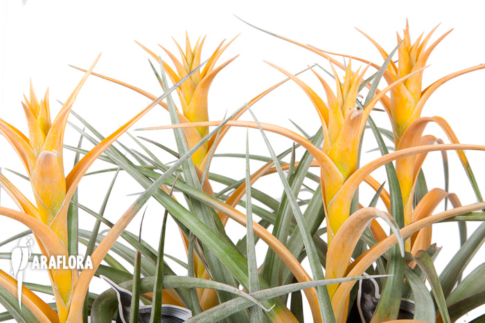 Tillandsia capitata ‚Maya Gold‘