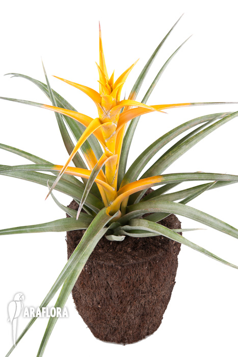 Tillandsia capitata ‚Maya Gold‘