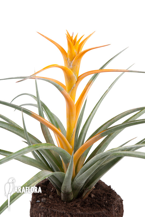 Tillandsia capitata ‚Maya Gold‘