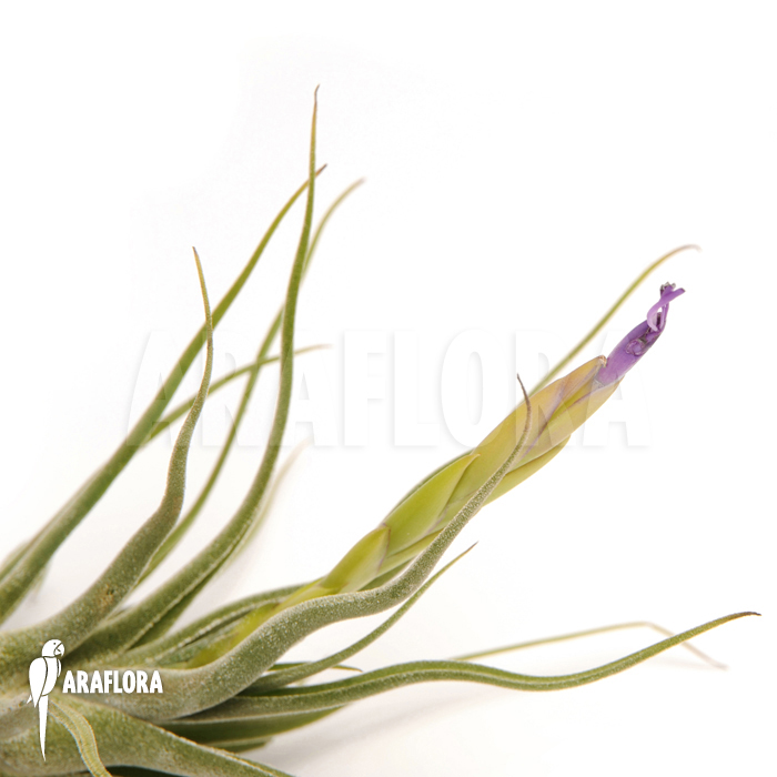 Tillandsia caput-medusae