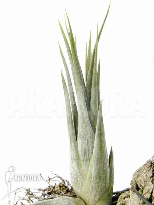 Tillandsia circinnatoides