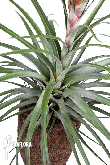Tillandsia compressa