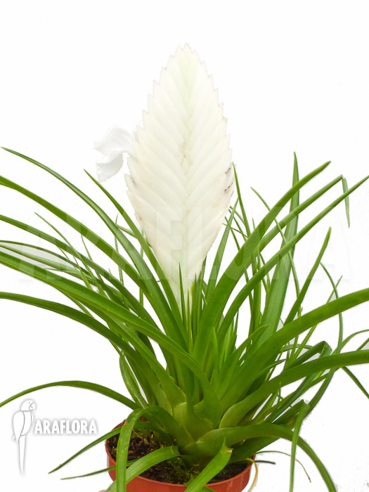 Tillandsia cyanea Ivory tower