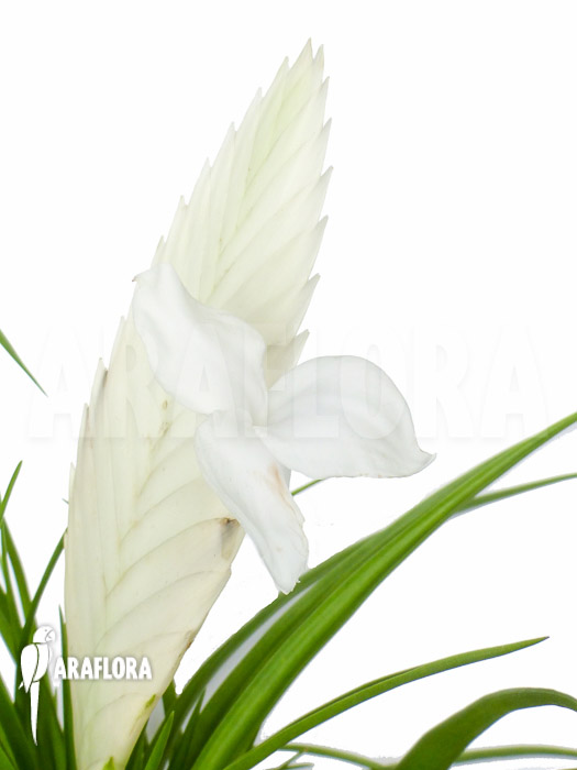 Tillandsia cyanea Ivory tower