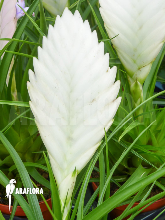 Tillandsia cyanea Ivory tower