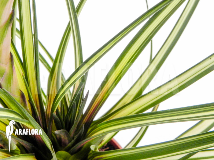 Tillandsia cyanea ‚Variagated‘