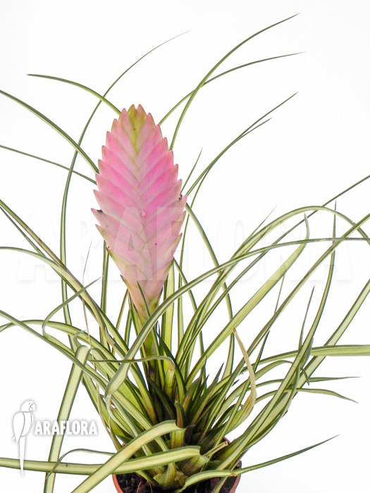 Tillandsia cyanea ‚Variagated‘