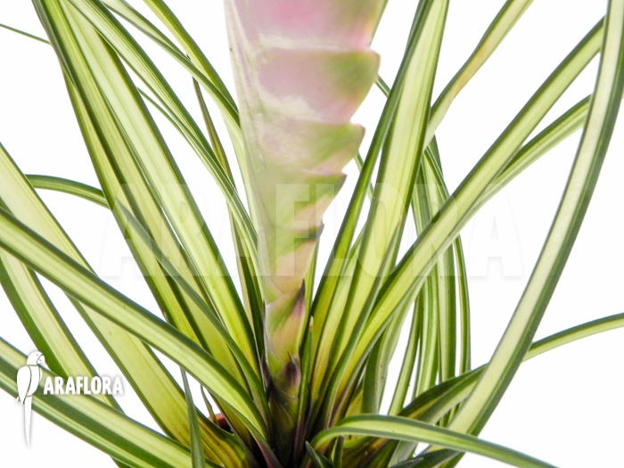 Tillandsia cyanea ‚Variagated‘