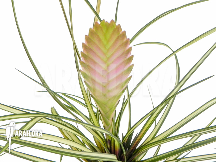 Tillandsia cyanea ‚Variagated‘