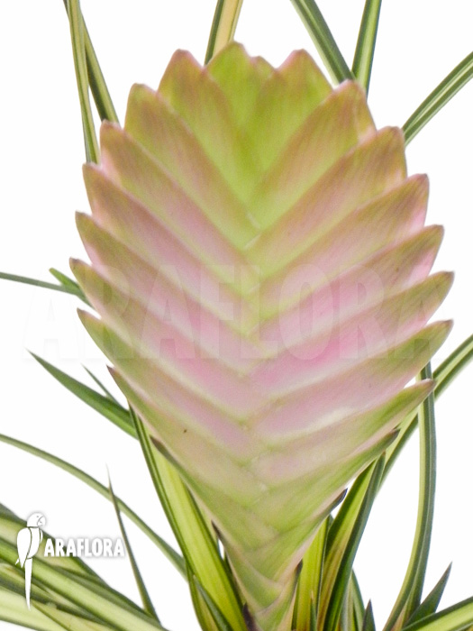 Tillandsia cyanea ‚Variagated‘