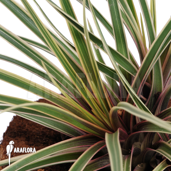 Tillandsia cyanea ‚Variagated‘
