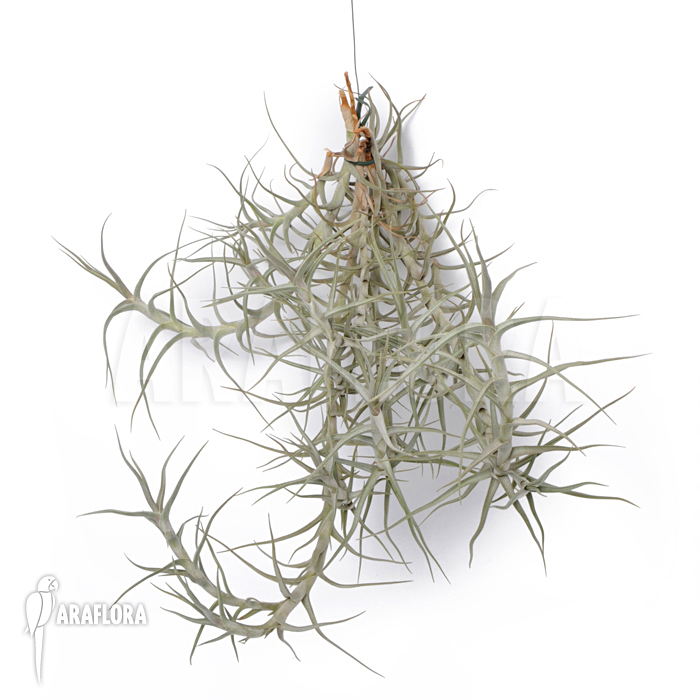 Tillandsia diaquitensis