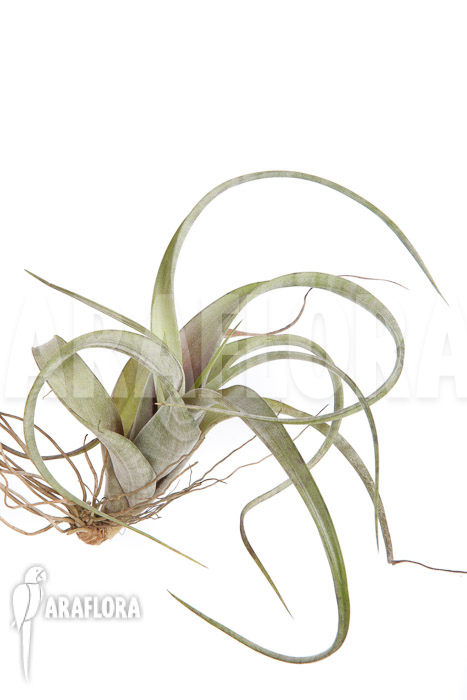 Tillandsia flexuosa