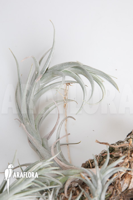 Tillandsia friesii